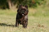 CAIRN TERRIER 524